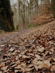 A vertical shot of a forest ground covered in brown leaves