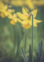 Obraz premium Vertical shot Wild daffodil flower in field