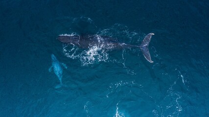 Aerial shot of a majestic adult whale and its calf swimming in the azure blue ocean waters. © Bruno Pedro/Wirestock Creators