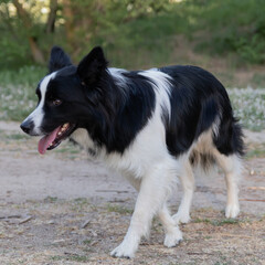 Portrait of a Border Collie. A black and white dog walking