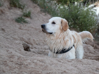 Portrait of a Golden Retriever. A dog playing with the sand.
