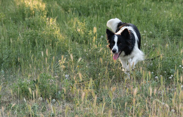Portrait of a Border Collie dog playin with a joy expression.