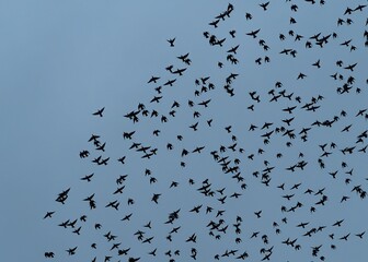Majestic sight of a large flock of birds soaring against the blue sky