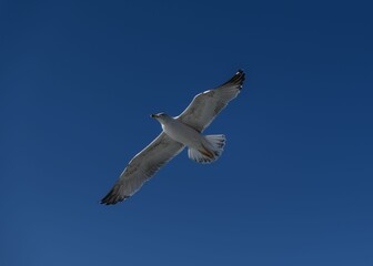 European herring gull soaring through the crisp blue sky on a bright sunny day