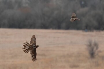 Northern goshawks flying over grassy landscape bathed in golden sunlight