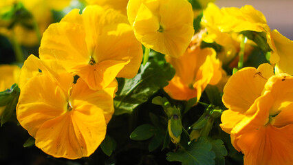 Naklejka premium Macro de pétales de fleurs, ornant un petit village