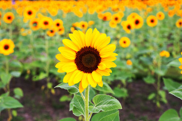 Obraz premium Sunflower field, Beautiful summer landscape.