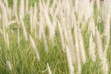 Fountain grass or pennisetum alopecuroides