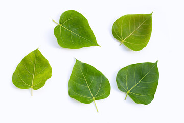 Fototapeta na wymiar Green bodhi leaf on a white background.