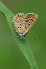 Fototapeta na wymiar Polyommatus butterfly perched on top of a green blade of grass