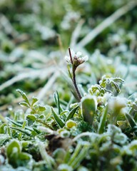 snow flakes on top of the frost covered ground and grass