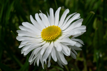 Fototapeta premium A colorful flower of a plant called Daisy, Bellis perennis