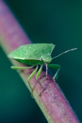 a small green bug on a thin branch of a plant