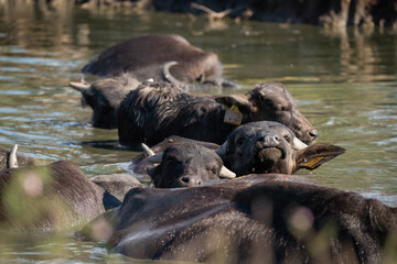 Fototapeta premium Herd of Water buffaloes (Bubalus bubalis) bathe in the water in a Hungarian reserve.