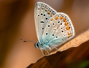 Obraz premium this is an image of a butterfly sitting on top of a leaf