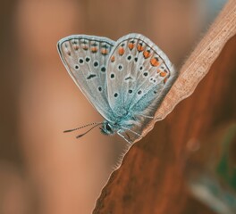 a blue butterfly with orange spots on its wings resting on the side of a leaf