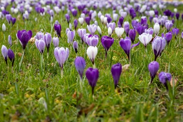 Purple crocus flowers covered in water droplets from rain, blooming in a field of lush green grass
