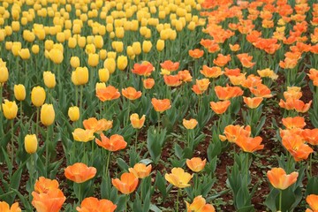 Closeup shot of a bright, colorful field of orange tulips and yellow tulips