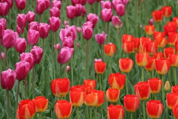 Closeup shot of a bright, colorful field of red tulips and pink tulips