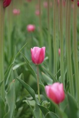 Vertical shot of a few short pink tulips between tall pink tulips in the field