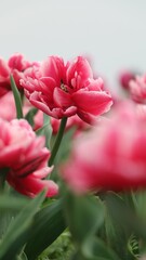 Vertical shot a blooming pink tulips terry in the lush field