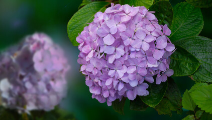 Beautiful purple hydrangea or hortensia flower close up. blooming in summer garden.
