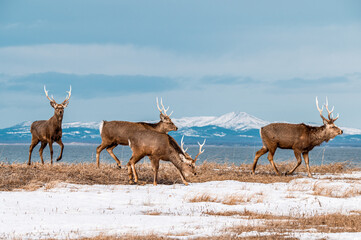 北海道野付半島の冬、空と海とシカの群れ