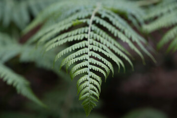 Close-up of a twig of a green fern or common bracken on a black background. Narrow depth of field, background image