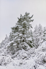 Árbol nevado en Bosque del Pais Vasco