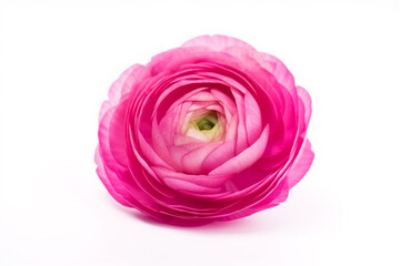 Pink Ranunculus asiaticus isolated on white. Persian buttercup on white background. AI generated image