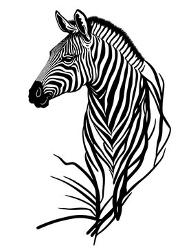 coloring book, striped zebra on white backgroundcoloring book, striped zebra on white background