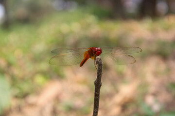 Red Dragonfly Sitting on dead tree Branch Selective Focus Macro Insect Photography