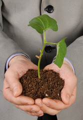 Palm Sapling as Symbol of Premium Nature Conservation Stock Photo