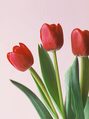Red tulips isolated on light pink background. Red flowers.