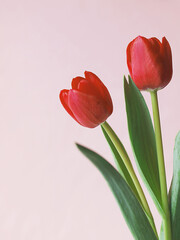 Red tulips isolated on light pink background. Red flowers.