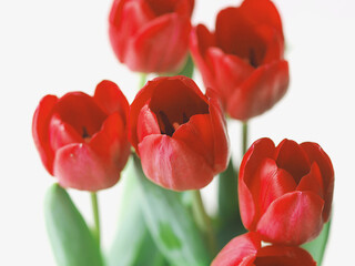 Bunch of red tulips isolated on white background. Red flowers.