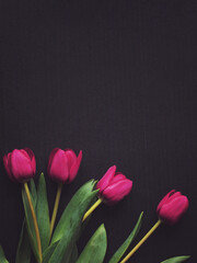 Pink tulips isolated on black background. Copy space. Flat lay