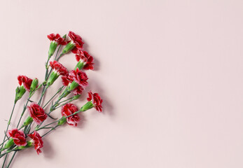 Red flowers isolated on light pink background. Copy space. Flat lay. Top view	
