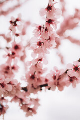 Pink cherry tree blossom