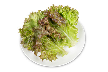 Red lettuce in a white bowl.
