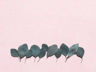 Eucalyptus leaves isolated on light pink background. Copy space. Flat lay. Top view
