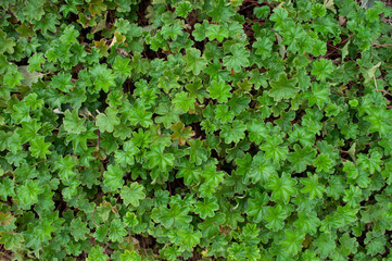 Obraz premium The Green ivy on the wall