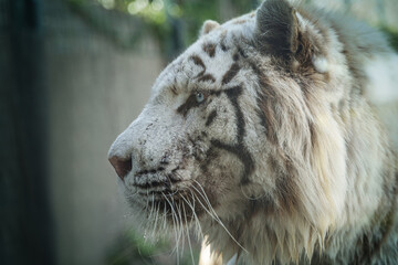 White bengal tiger. Beautiful big cat with blue eyes and pink nose.