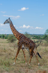 wild giraffe in Serengeti National Park in the heart of Africa