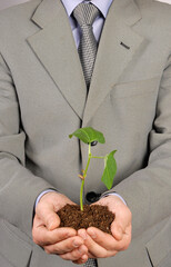 Palm Sapling as Symbol of Premium Nature Conservation Stock Photo