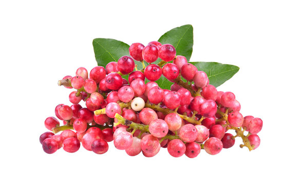 Antidesma puncticulatum  Thai Blueberry Fruit (Mamao) isolated on transparent png