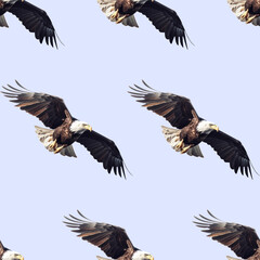 Obraz premium Seamless pattern of flying majestic bald eagle on blue background. Bald eagle soaring in the sky hunts looking for prey repeating on blue background. Generative AI