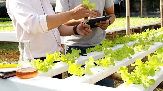 gardener experts hands checking and taking care of hydroponics planting salad. bio farm scientist