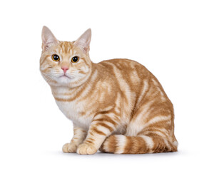 Cute young red silver purebred and pedigreed European Shorthair cat, laying down side ways. Looking towards camera. isolated on a white background.