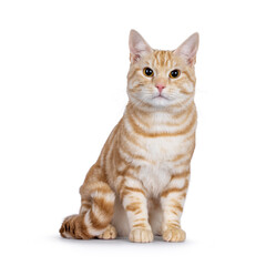 Cute young red silver purebred and pedigreed European Shorthair cat, sitting up facing front. Looking towards camera. Isolated on a white background.